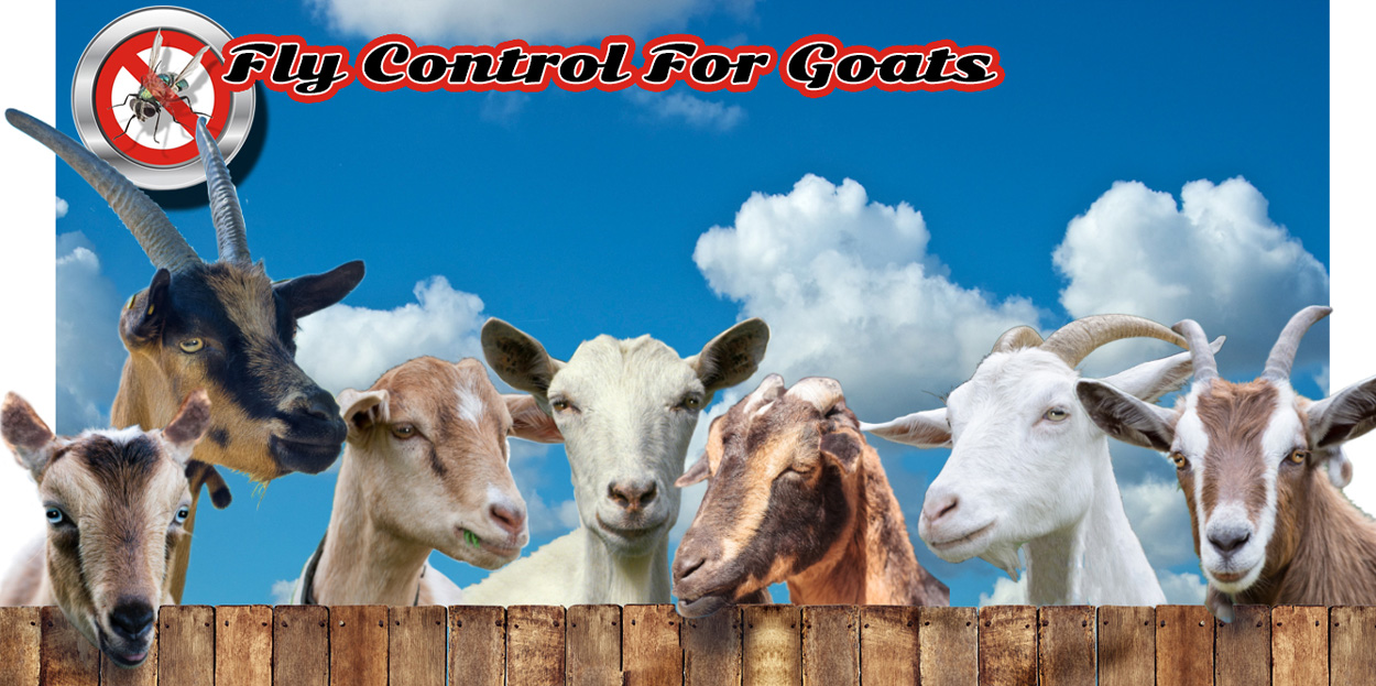 Fly Control For Goats by Useful Farm Products